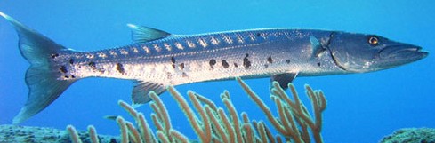 Barracuda - FishingInfo.co.za