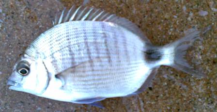 Blacktail - FishingInfo.co.za