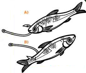 How to hook the livebait