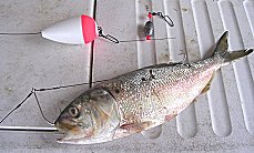 Hooked up Live Bait