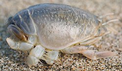 Mole Crab or Sea Lice - FishingInfo.co.za