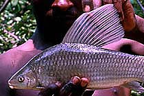 Purple Labeo - FishingInfo.co.za