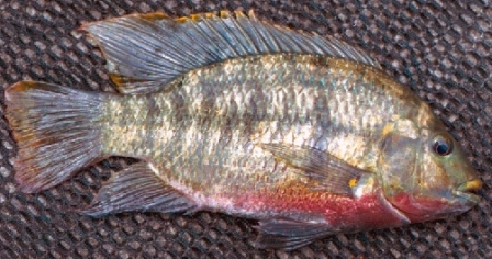 Redbreast Tilapia - FishingInfo.co.za