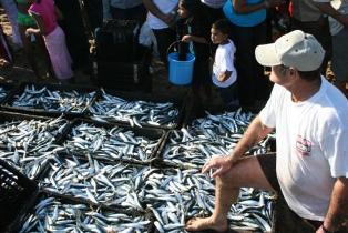 Seine netter with his haul of sardines from the sardine run