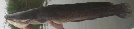 Sharptooth Catfish - FishingInfo.co.za
