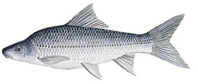 Silver Labeo - FishingInfo.co.za