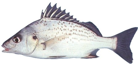 Spotted Grunter - FishingInfo.co.za