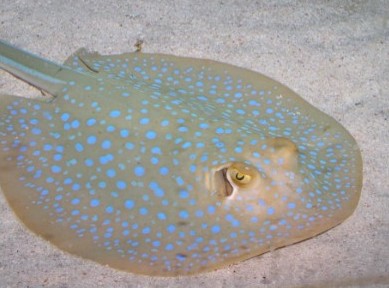 Blue Stingray - FishingInfo.co.za