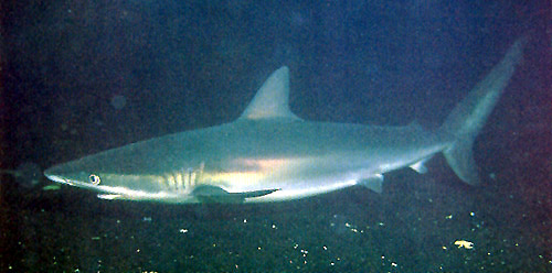 Dusky Shark - FishingInfo.co.za