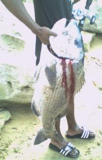 8kg Brusher