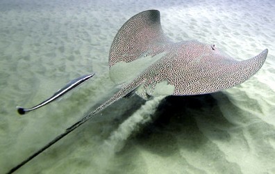 Honeycomb Ray - FishingInfo.co.za