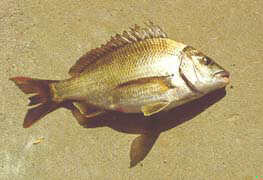 Bronze Bream - FishingInfo.co.za