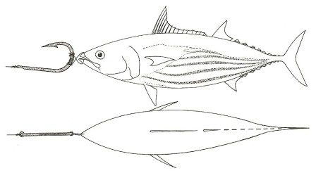 Dead Bait Trolling - FishingInfo.co.za