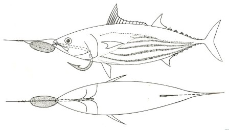Dead Bait Trolling 2 - FishingInfo.co.za