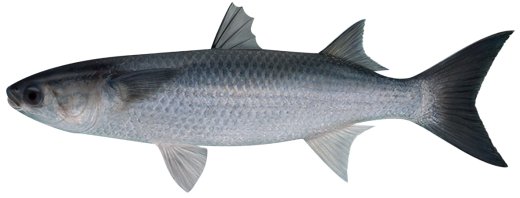Flathead Mullet - FishingInfo.co.za