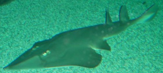 Giant Guitarfish - FishingInfo.co.za