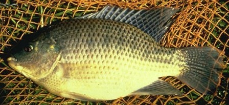 Israeli Tilapia - FishingInfo.co.za