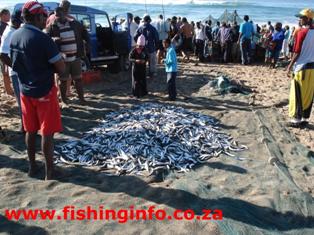 Fishinginfo.co.za - Pile of Sadines
