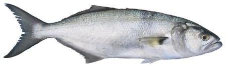 Shad - FishingInfo.co.za