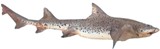 Spotted Gully Shark - FishingInfo.co.za