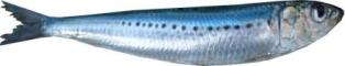 A whole sardine/pilchard - FishingInfo.co.za