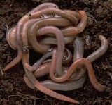 Worms - FishingInfo.co.za